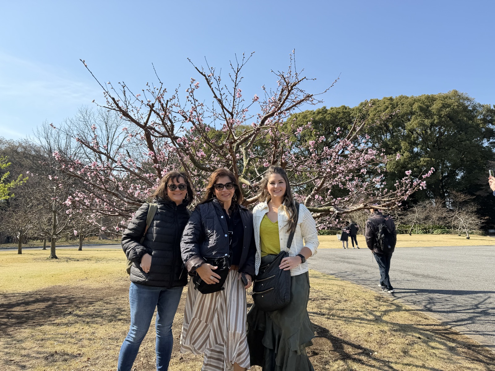 Cherry blossom tour at Imperial Palace